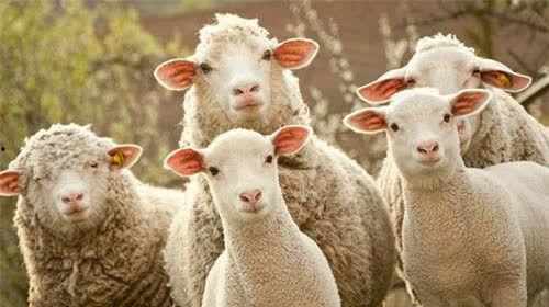 娱乐吃瓜酱羊,揭秘娱乐圈那些不为人知的幕后故事 第2张 娱乐吃瓜酱羊,揭秘娱乐圈那些不为人知的幕后故事 第2张