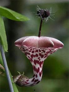 和平小花花爆料视频 第2张 和平小花花爆料视频 第2张